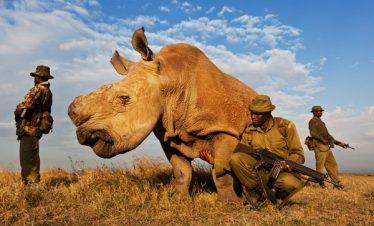 Protecting Ol Pejeta Rhino's Kenya