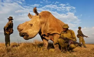 Protecting Ol Pejeta Rhino's Kenya