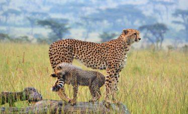 Cheetah and Cub Maasai Mara Game Reserve
