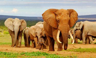 Laikipia Plateau Elephant Herd Kenya