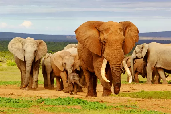 Laikipia Plateau Elephant Herd Kenya
