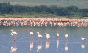 Lake Elementaita, Unsurpassed Kenya Holiday Safari Vacation