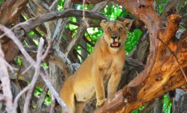 Lake Manyara, Tree Climbing Lions