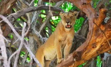 Lake Manyara, Tree Climbing Lions
