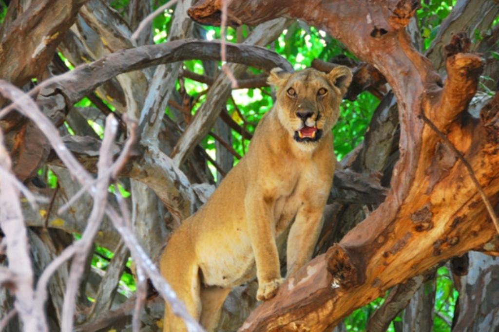 Luxury Tanzania Safari & Zanzibar Beach Honeymoon - 12 Days 1 Lake Manyara, Tree Climbing Lions
