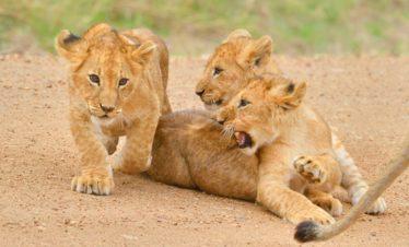 Maasai Mara Lion Cubs Playing