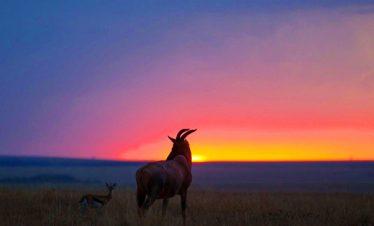 Maasai Mara Topi in the Sunrise