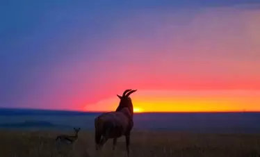 Maasai Mara Topi in the Sunrise