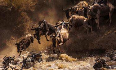 Action during The Annual Maasai Mara Wildebeest Migration Crossing