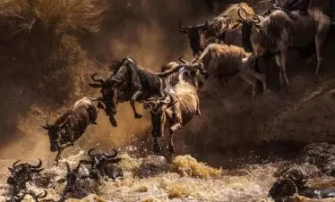 Action during The Annual Maasai Mara Wildebeest Migration Crossing