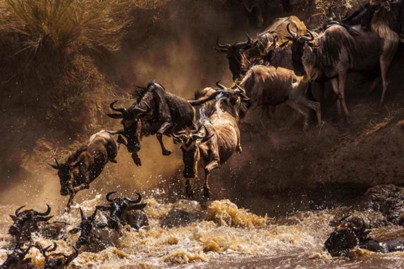 Action during The Annual Maasai Mara Wildebeest Migration Crossing