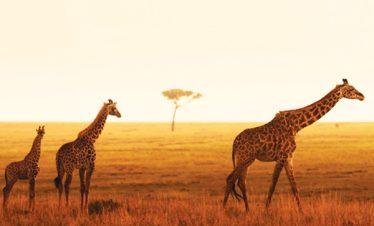 Masai Mara Giraffes Sunset