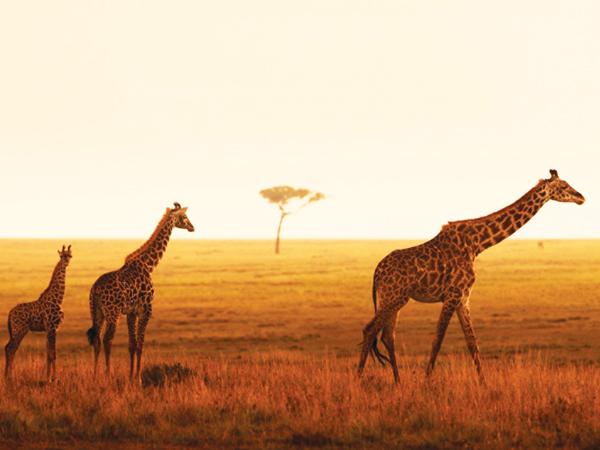 Masai Mara Giraffes Sunset