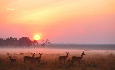 Maasai Mara Migration Safari, Short & Sweet Kenya Safari Holiday Vacation