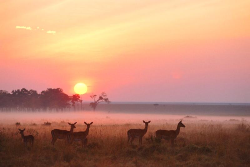 Short & Sweet Kenya Safari Holiday Vacation - 4 Days 1 Maasai Mara Migration Safari, Short & Sweet Kenya Safari Holiday Vacation