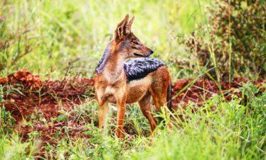Meru National Park Jackal