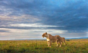 Ruaha National Park Lion