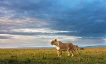Ruaha National Park Lion
