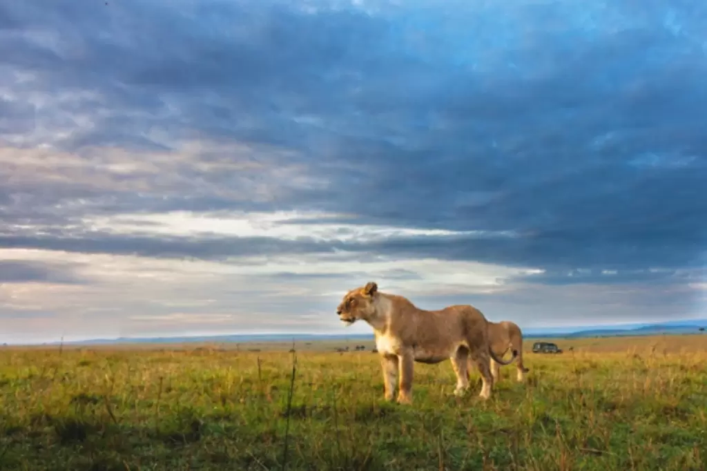 Ruaha National Park Lion