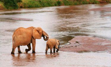 Samburu Elephants