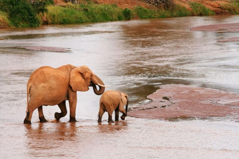 Samburu Elephants