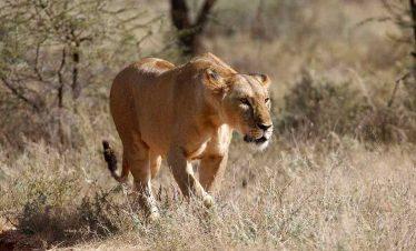 Sasaab Lion Hunting on a Game Drive