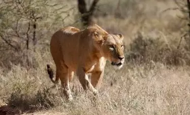 Sasaab Lion Hunting on a Game Drive