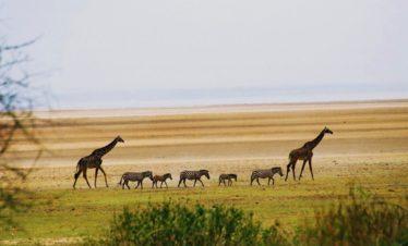 Lake Manyara, Tanzania