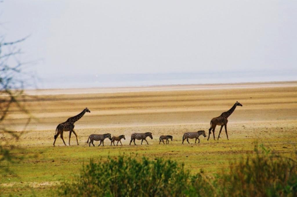 Tanzania Family And Friends Safari Holiday Vacation - 7 Days 1 Lake Manyara, Tanzania