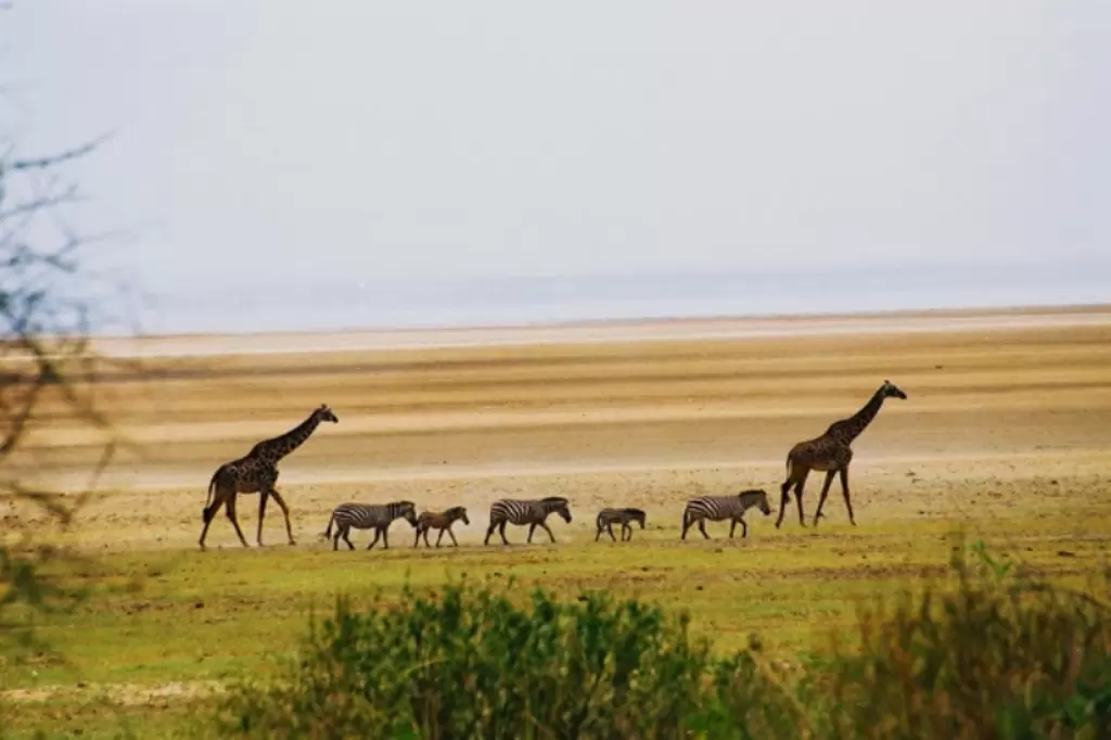 Lake Manyara, Tanzania