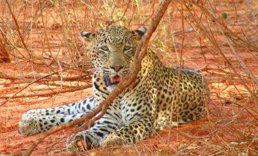 Tsavo Leopard resting