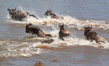 Wildebeest Crossing The Mara River During Their Annual Great Migration