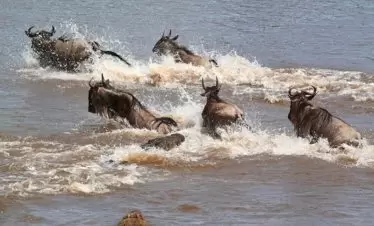 Wildebeest Crossing The Mara River During Their Annual Great Migration