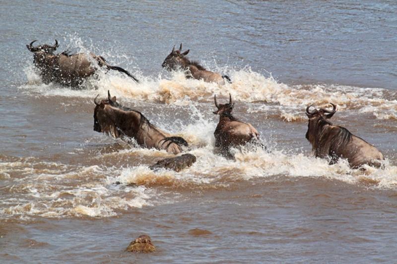 Wildebeest Crossing The Mara River During Their Annual Great Migration