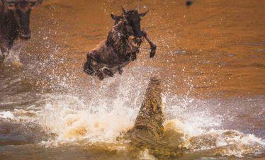 Wildebeest Migration Maasai Mara Game Reserve