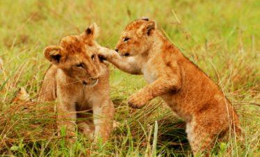 Serengeti Lion Cubs Playing