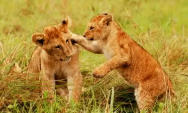 Serengeti Lion Cubs Playing