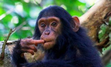 Young Chimpanzee Nyungwe Forest National Park