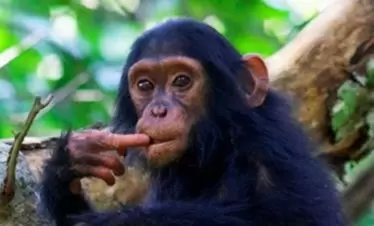 Young Chimpanzee Nyungwe Forest National Park