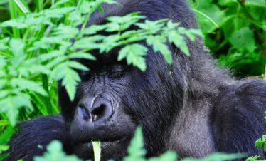 Rwandan Gorilla Silver-back Up-close