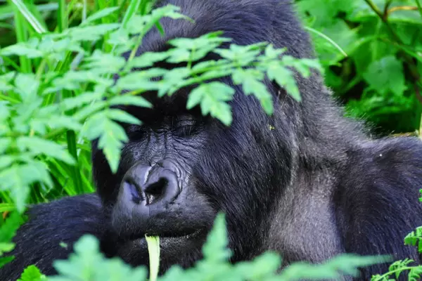 Rwandan Gorilla Silver-back Up-close
