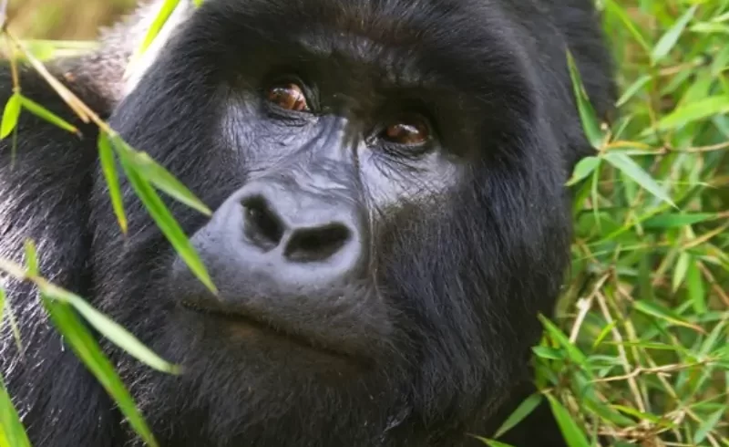 Gorilla Tracking Rwanda