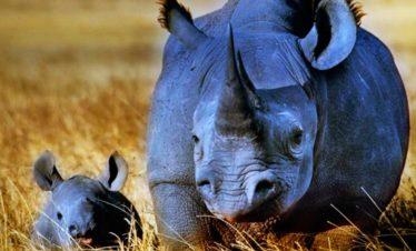 Ngorongoro Crater Rhino and Baby Tanzania
