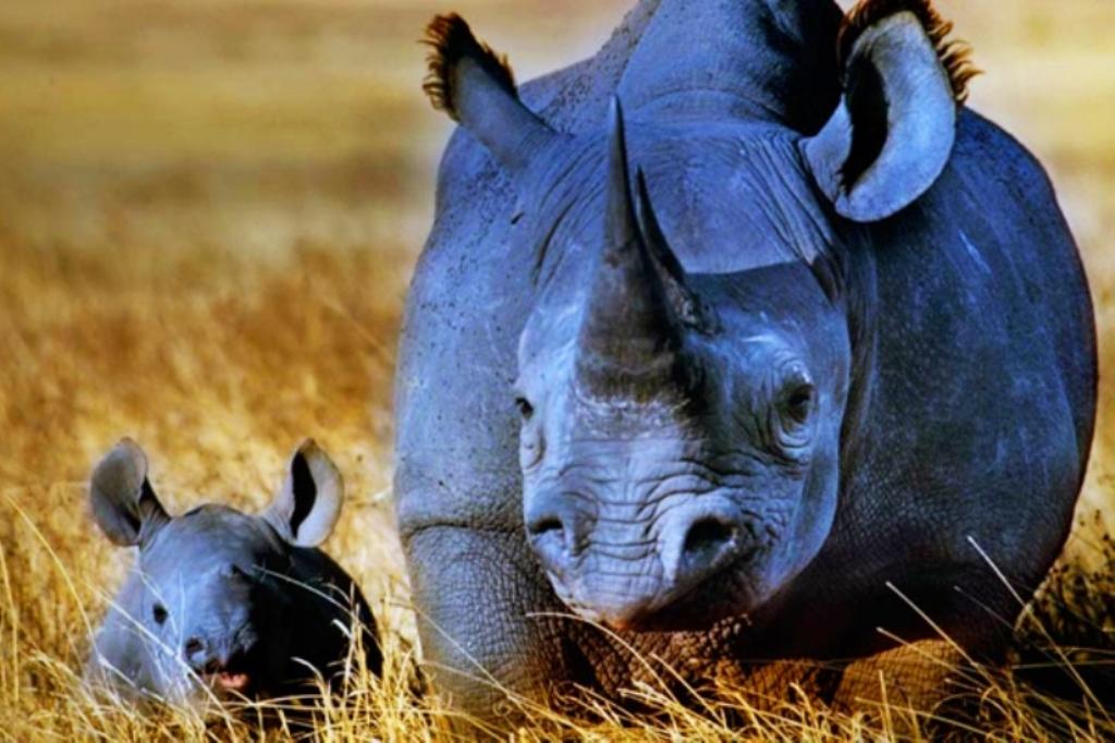Tanzania Pure Safari Adventure Holiday Vacation - 12 Days 1 Ngorongoro Crater Rhino and Baby Tanzania