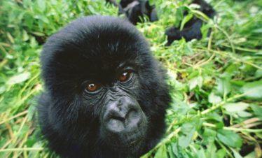 Curious Baby Mountain Gorilla Rwanda