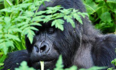 Rwanda Gorilla Silver-back Feeding