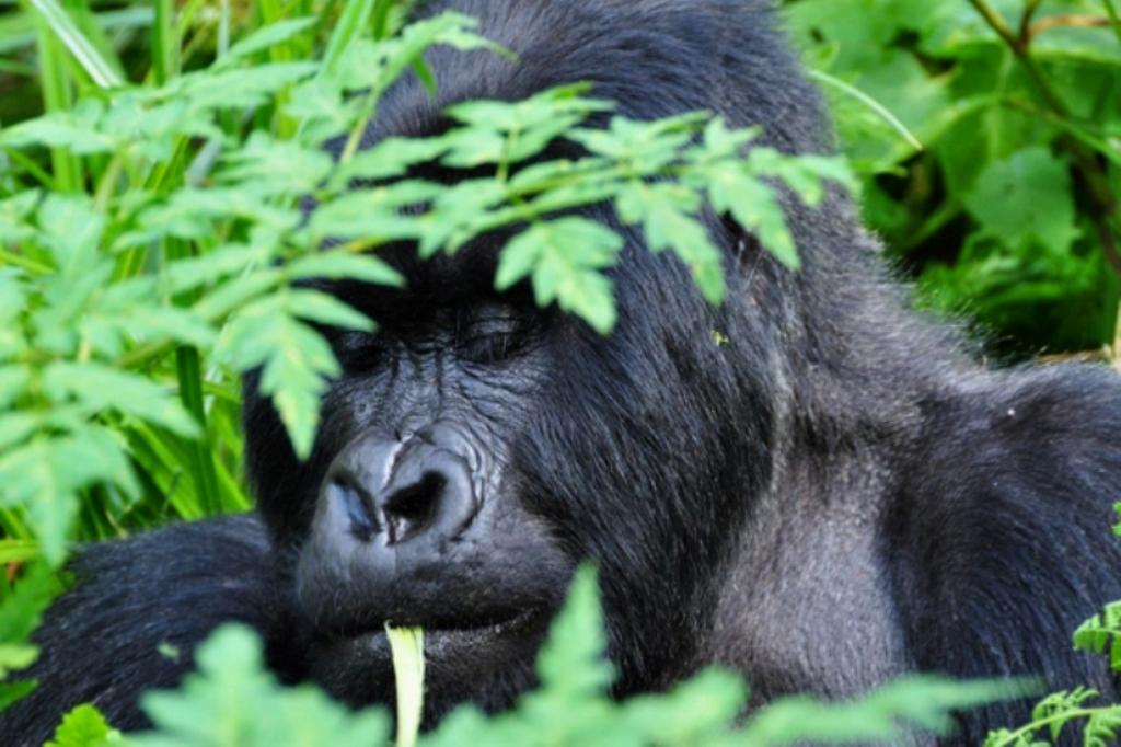 Rwanda Gorilla Silver-back Feeding