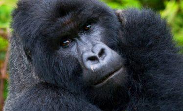 Rwanda Gorilla Looking Up-close