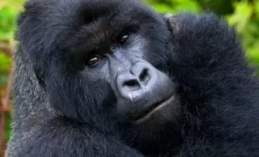 Rwanda Gorilla Looking Up-close