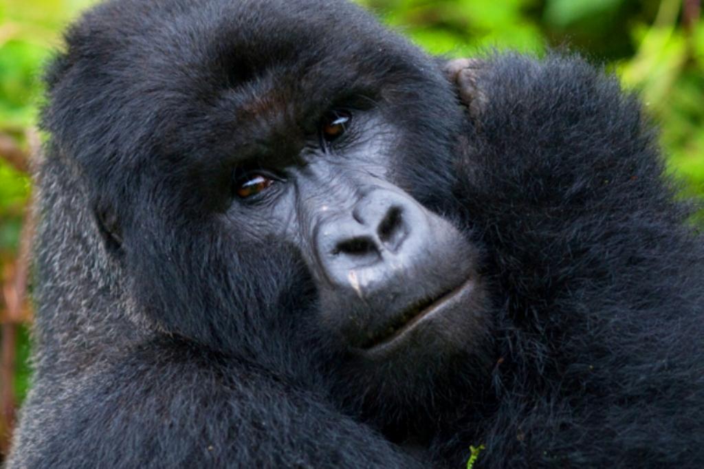 Rwanda Gorilla Looking Up-close